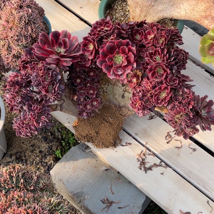 清****法师老桩缀化美杜莎