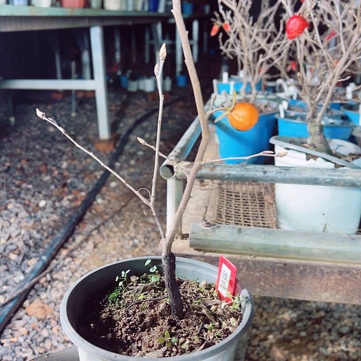 无***）无花朵就哈哈哈哈哈