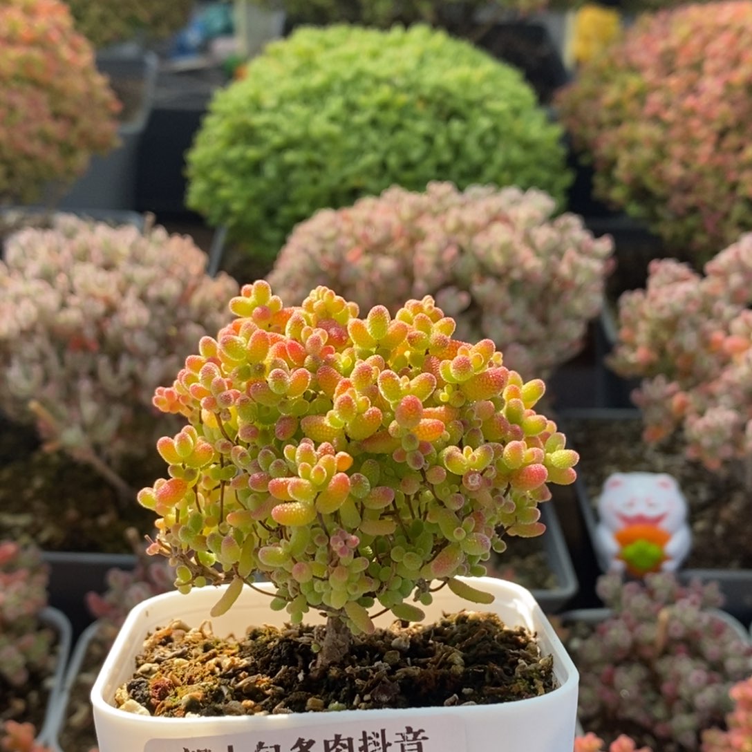 蜜橘糖球4142枝干番杏