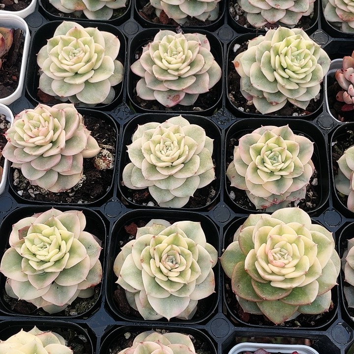 腊牡丹锦6.8一盆8888888