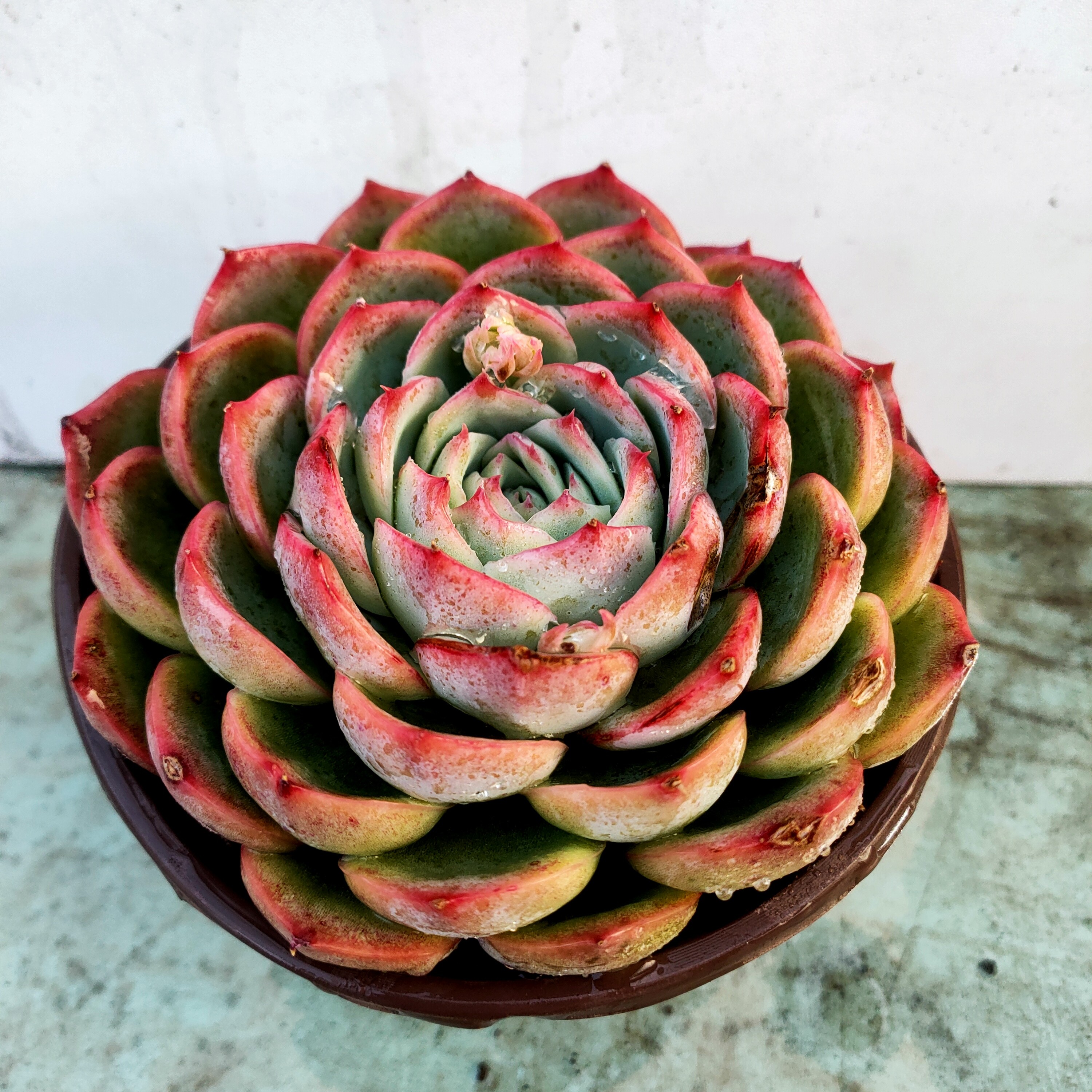 包子侧影 满20包邮 不带盆土发货轻微掉叶  长沙星昊多肉植物