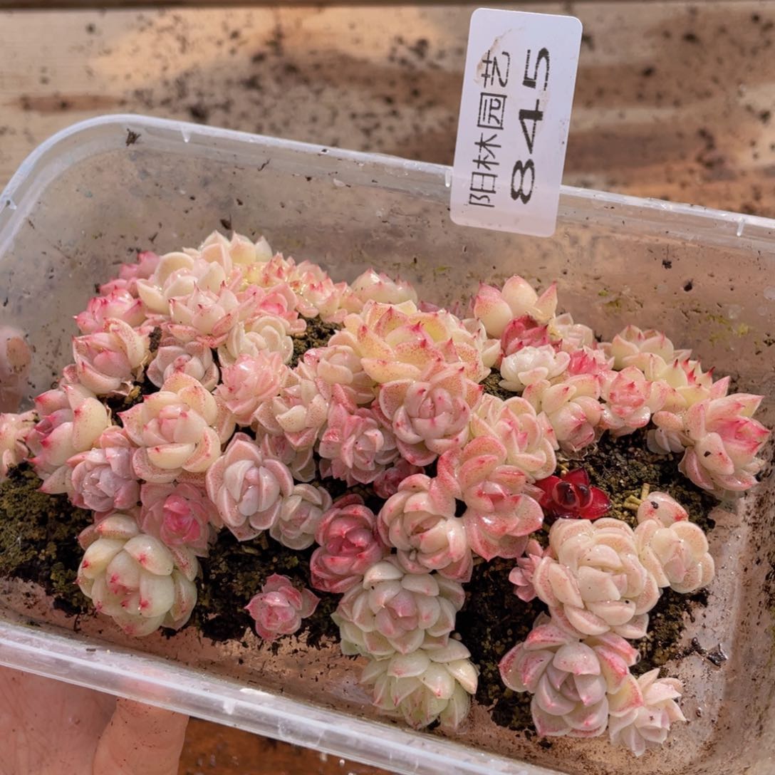 多肉植物多肉植物845