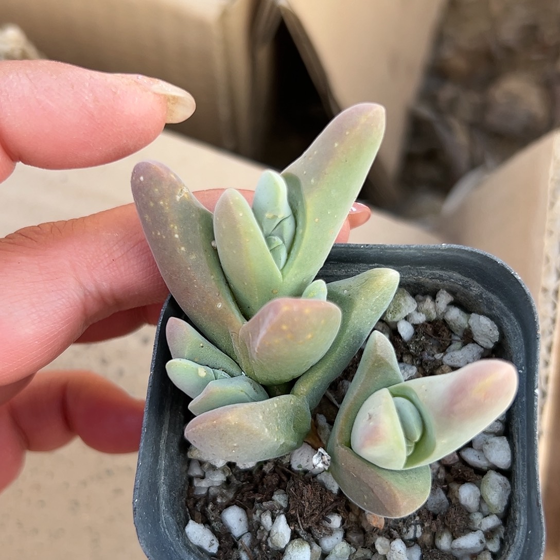 多肉植物多肉植物