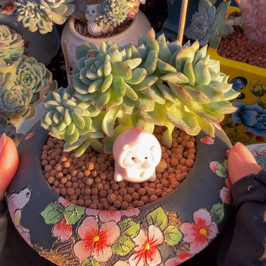 糖心珍妮 小树7头