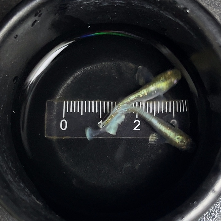 青鳉鱼青鳉埃梅金一号