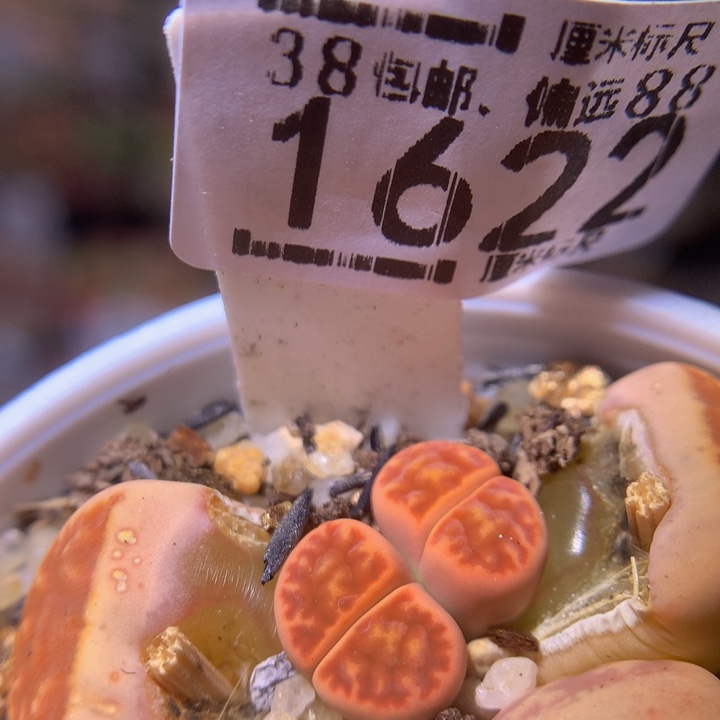 精品生生花sss1622