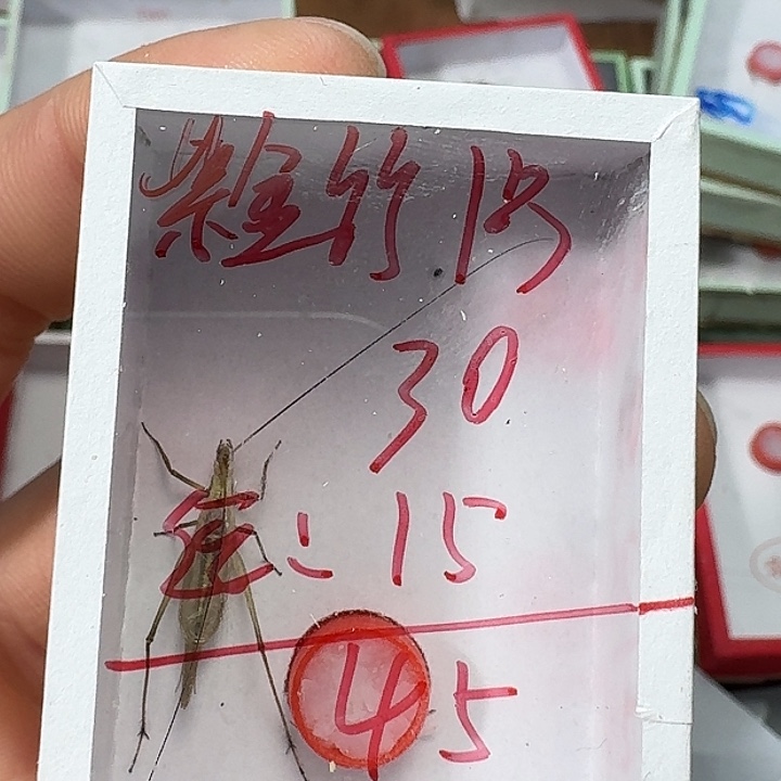 空***言蟋蟀2222222222222222