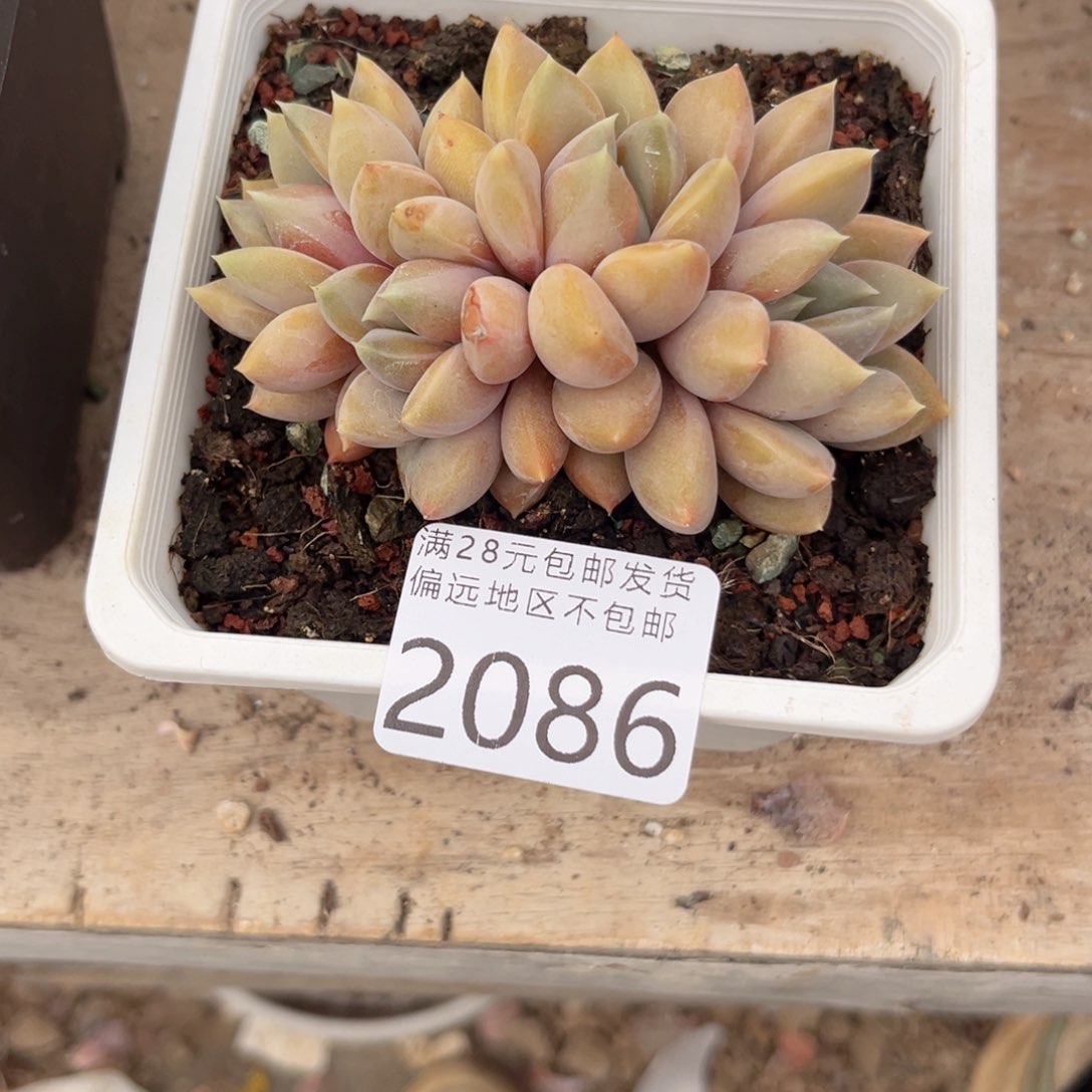 大2086；f xv xg x g vh