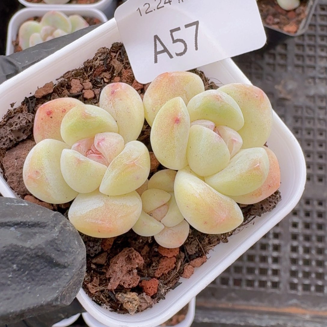 双头带崽一颗脱土发货