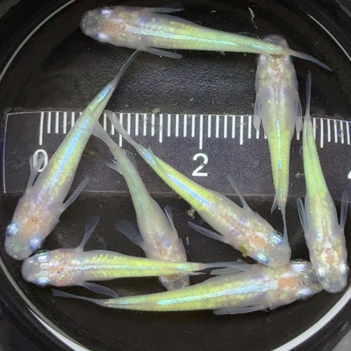 青鳉鱼蛋白石21号