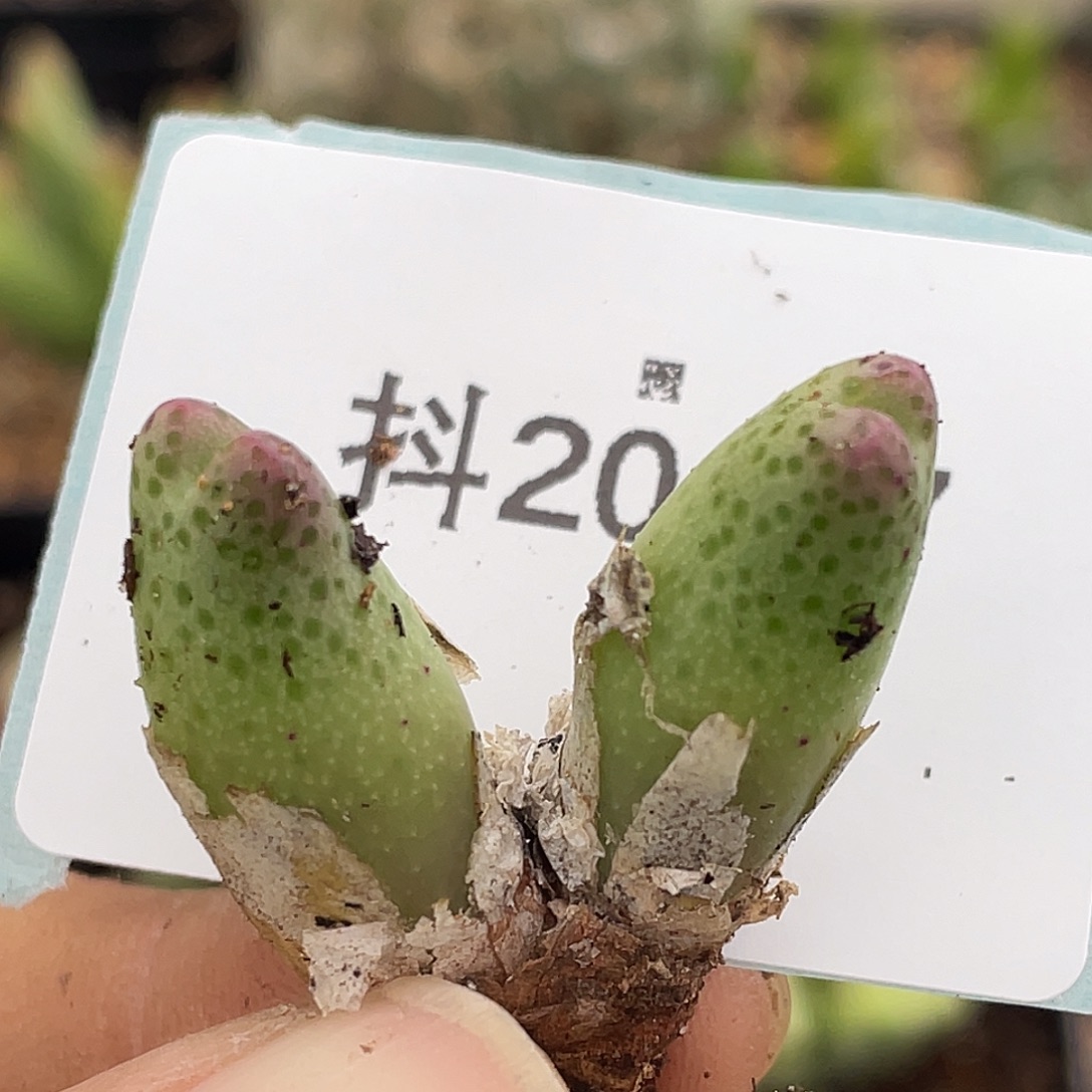20-27草莓斑马肉锥