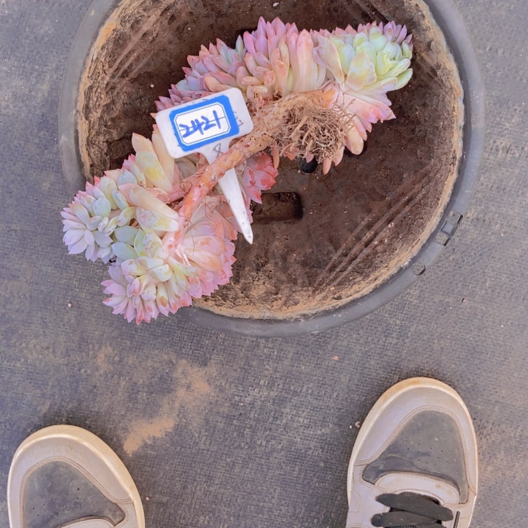 巧***芙2421橙子树缀一颗