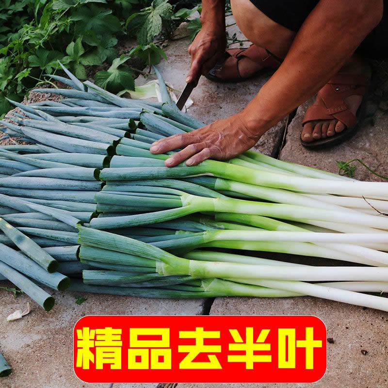 新鲜铁杆大葱山东可蘸酱耐寒大葱
