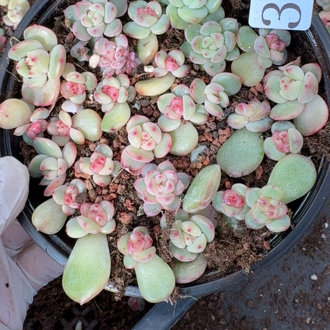 多肉植物多肉植物384