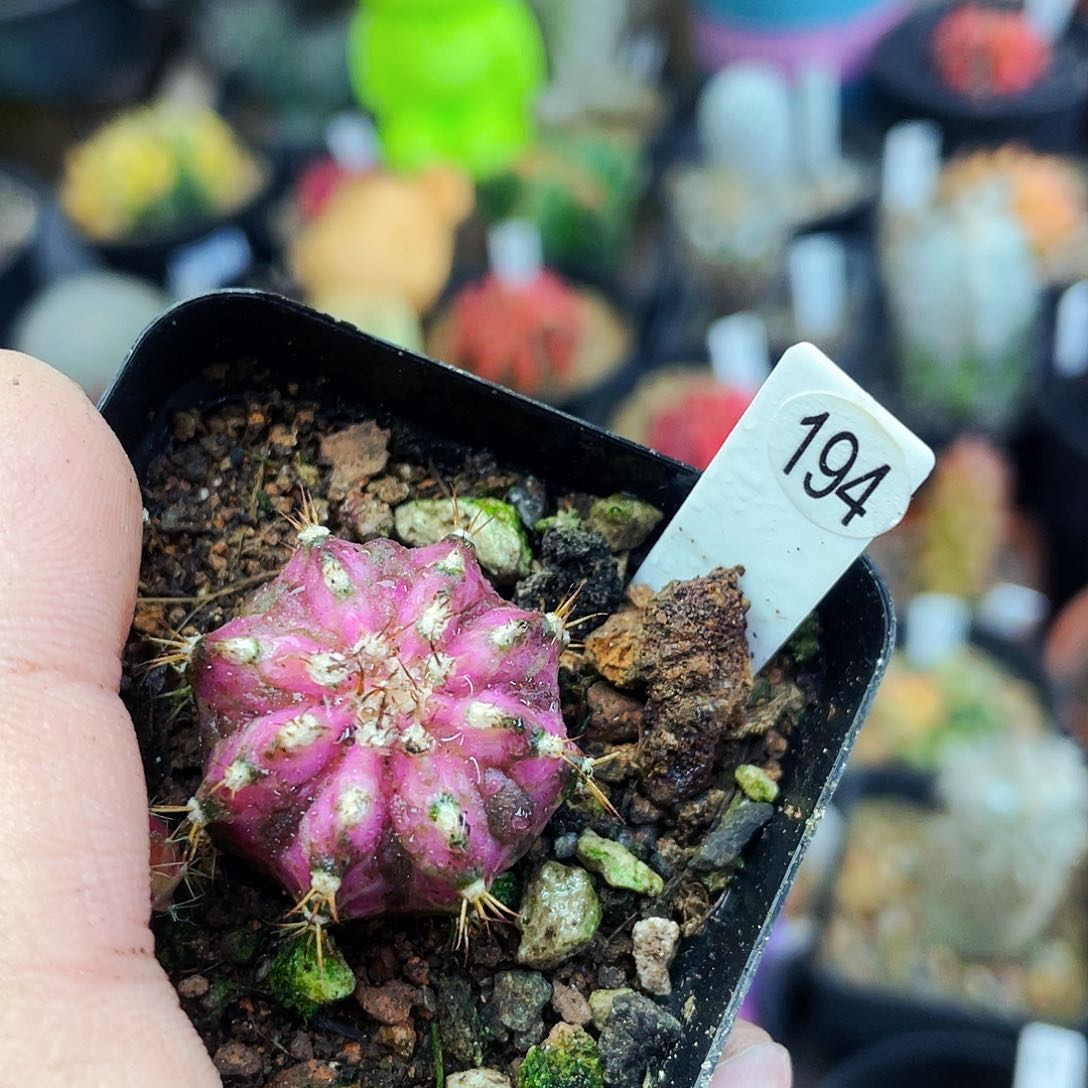 非偏远地区满25包邮仙人球