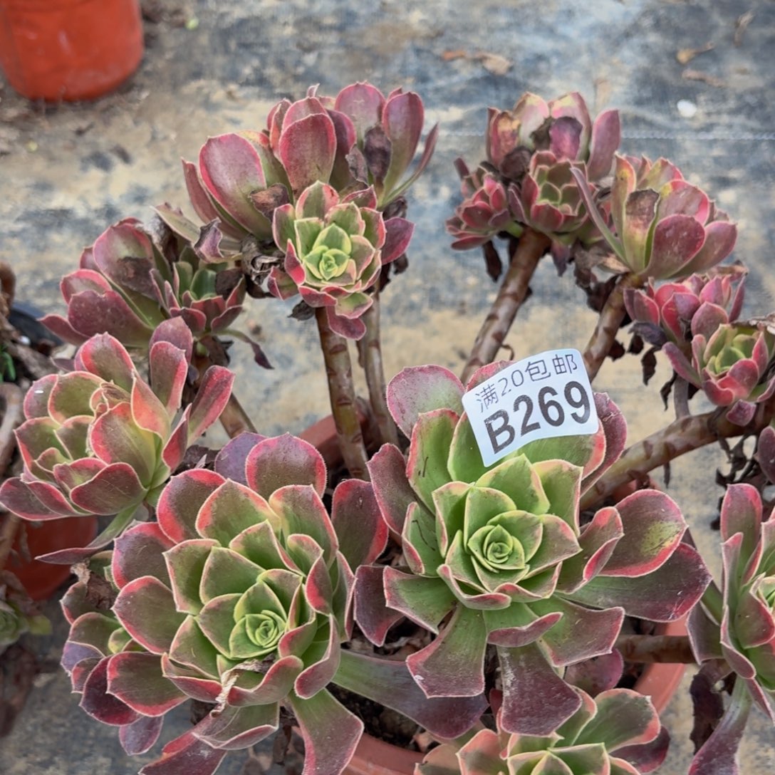 269多肉植物捧花的时候