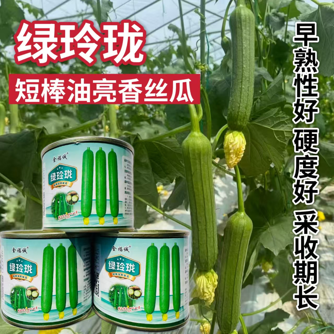 绿玲珑强雌油亮短条丝瓜种子油绿丝瓜种籽高产抗病绿短丝瓜种子