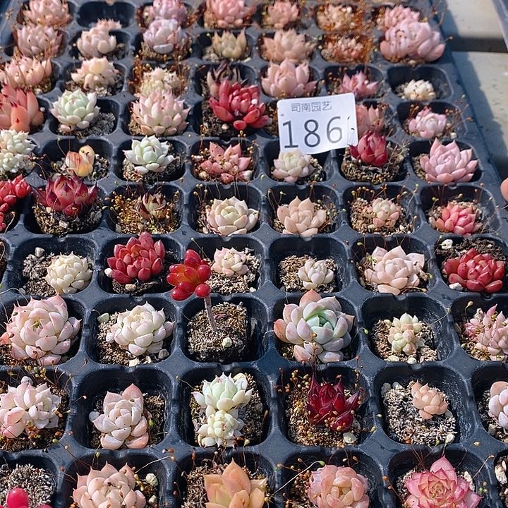 186 多肉植物盆栽花卉植物
