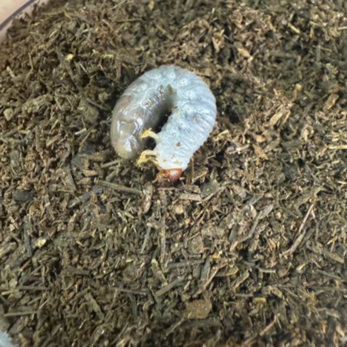 黑金刚姬兜无忧罐（活体甲虫幼虫）