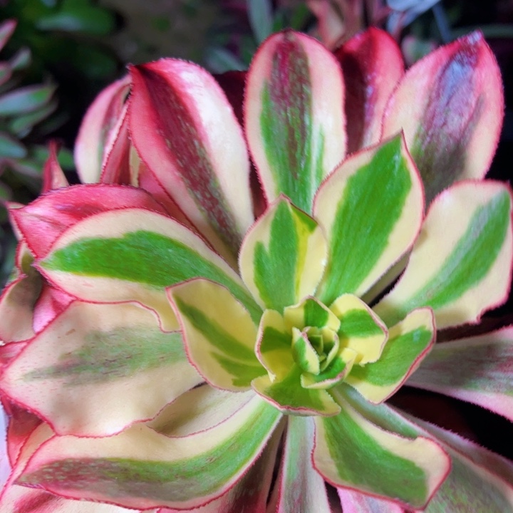 6708黑魅多肉植物法师