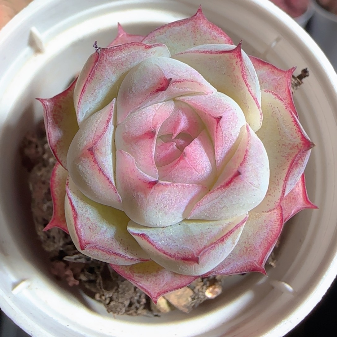 多肉1225-125女王玫瑰