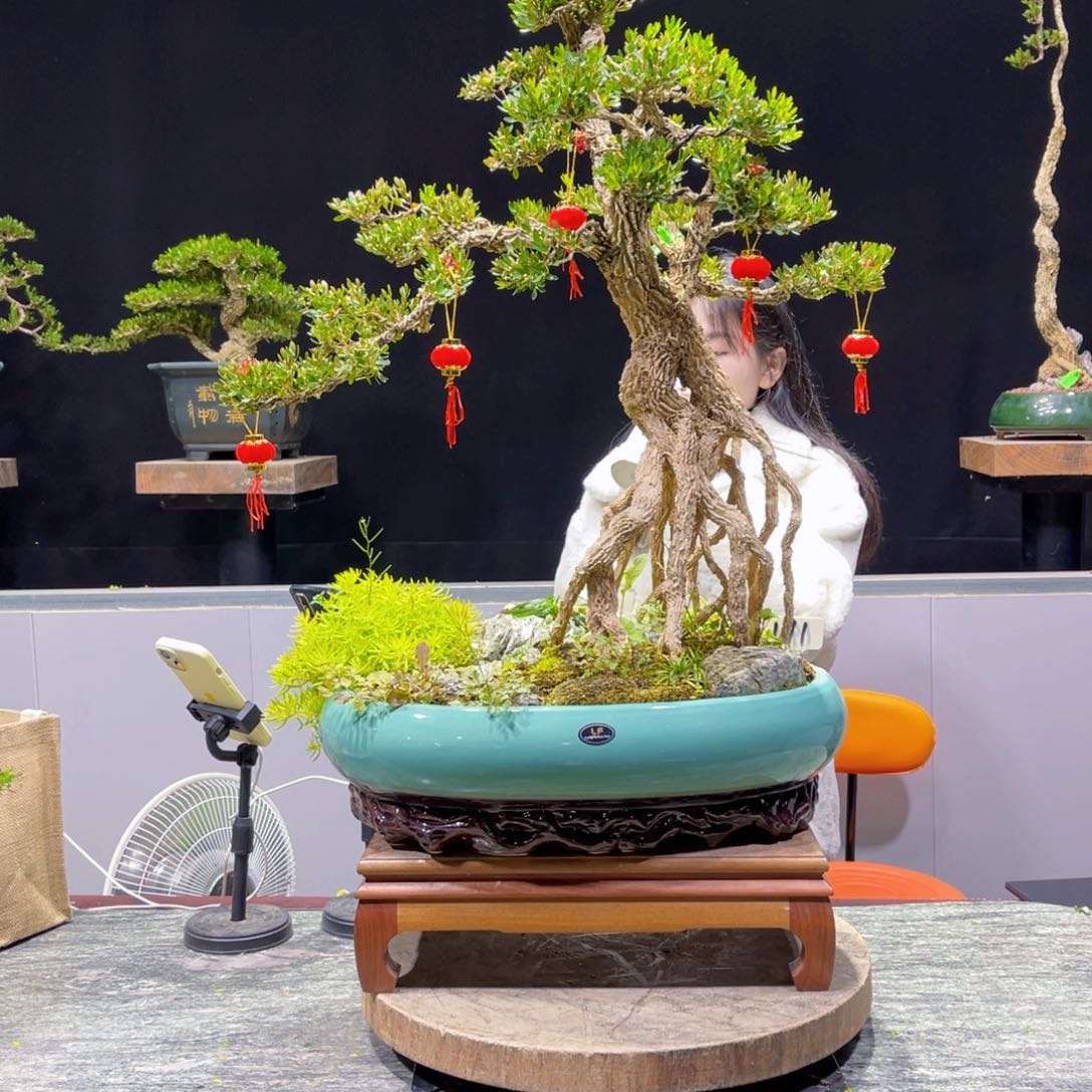 四季常青老桩黄杨盆景