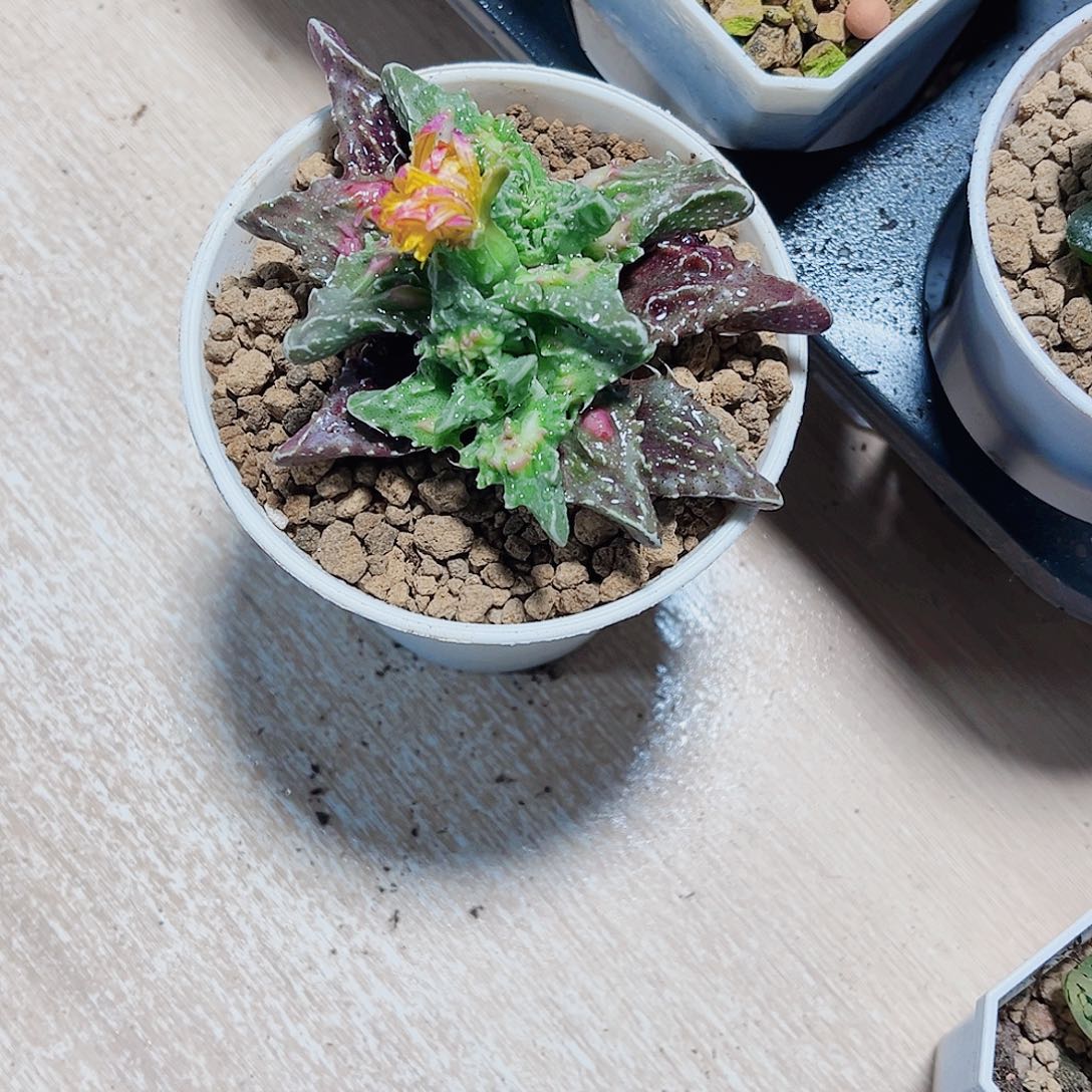 好看的肉肉带盆发货