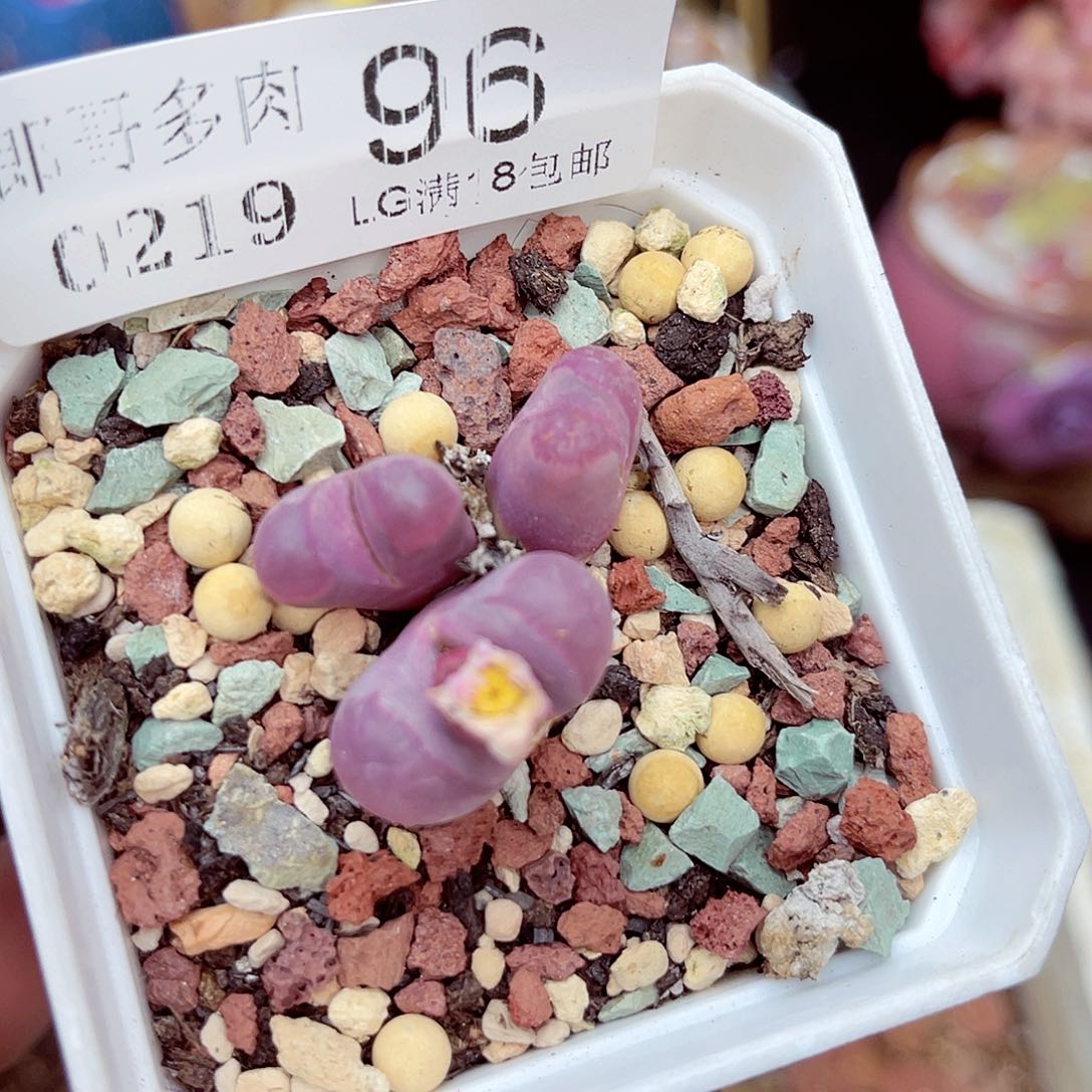 郎哥多肉生石花19-96