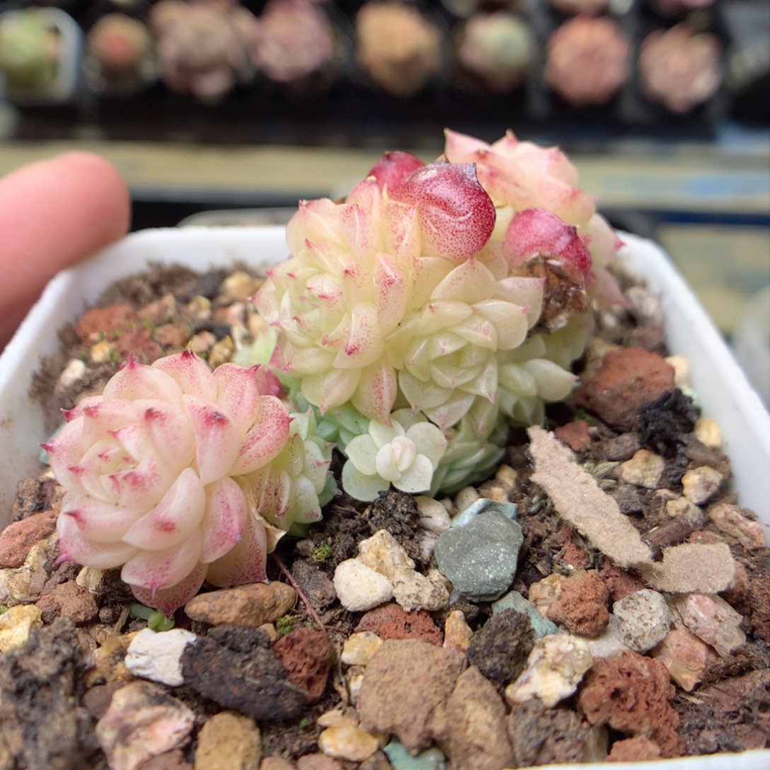 F162不整，柿子多肉20包邮两天凑单