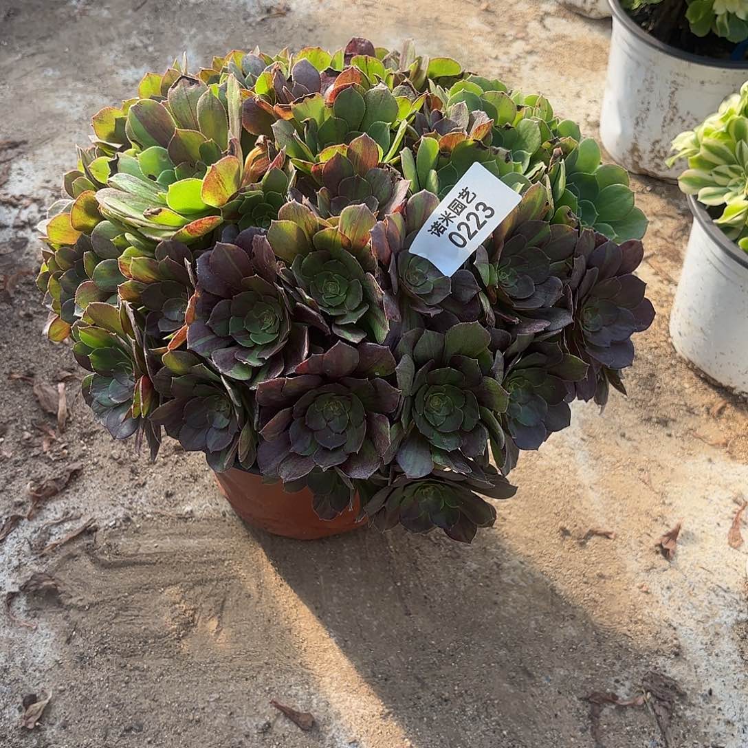 花月夜多肉植物223