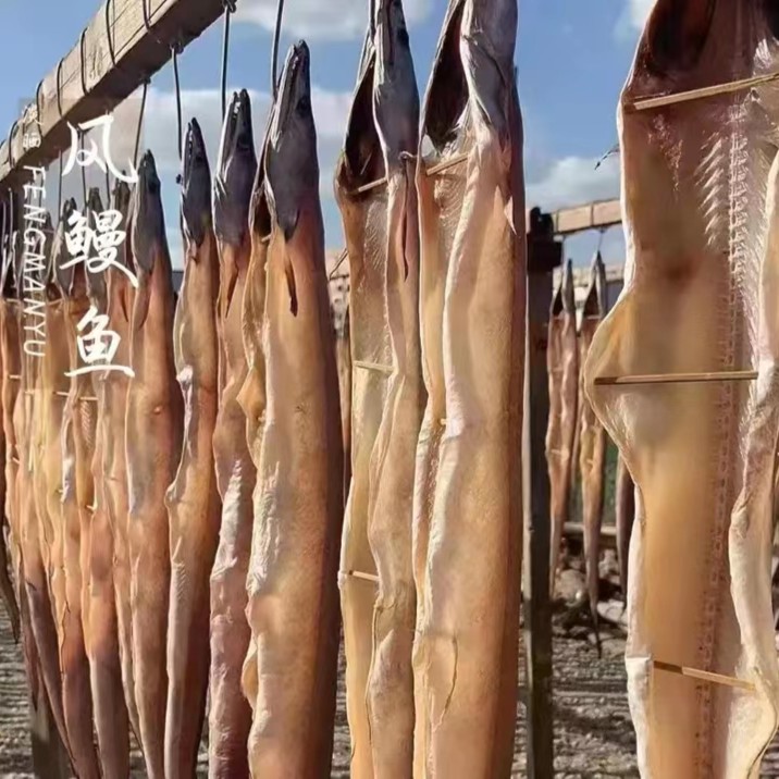 浙江舟山野生风鳗筒 七成干特大号