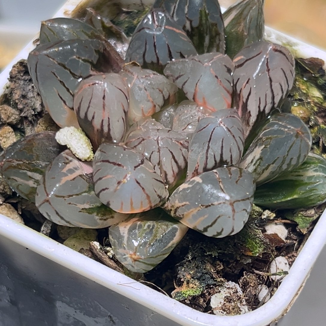 恭喜发财大吉大利3656