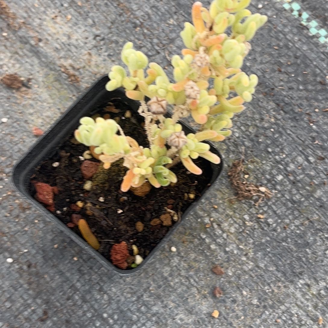 航***橙叶锦优选枝干番杏