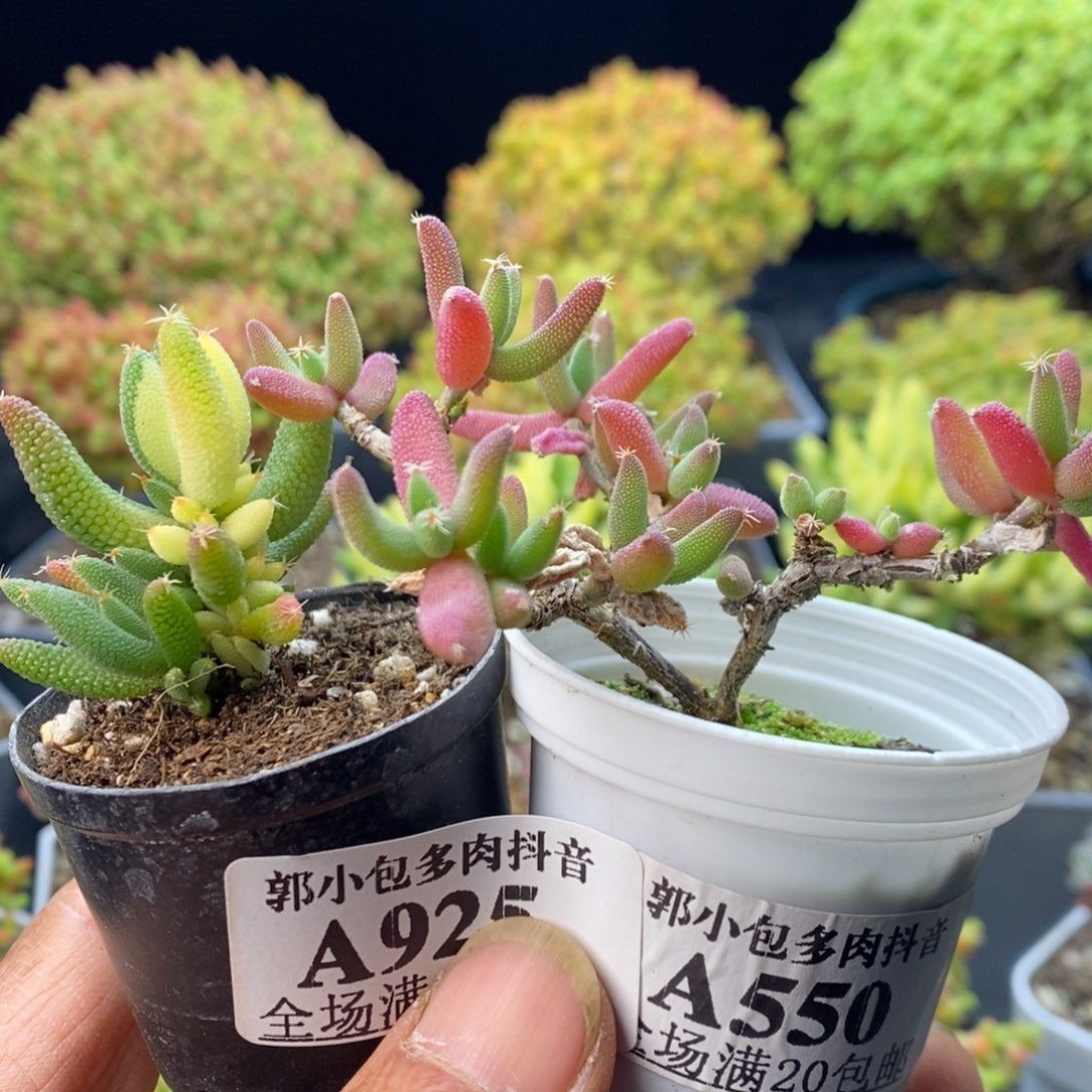 柠***冰925玉米2颗。       