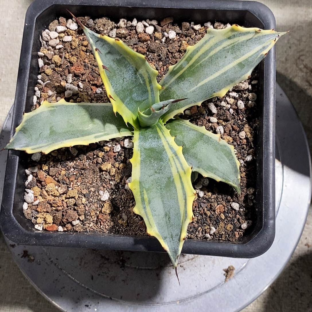 赤牙龙腹轮锦龙舌兰