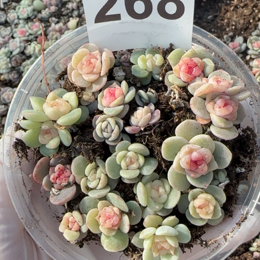 268 号王者系列珍妮一盒