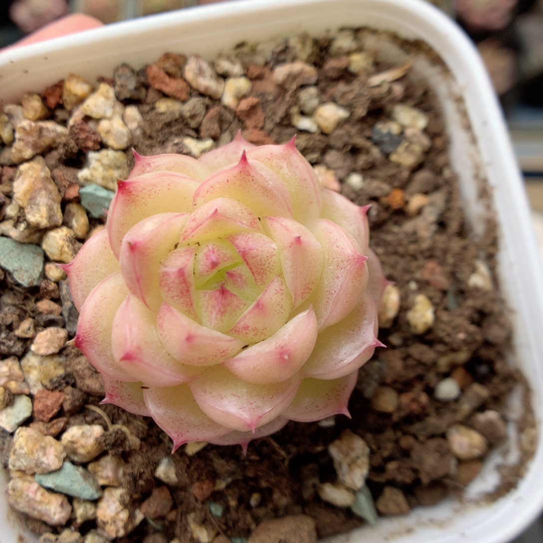 G46 ，20包邮两天凑单