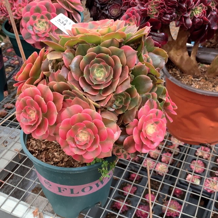 534香妃多肉植物