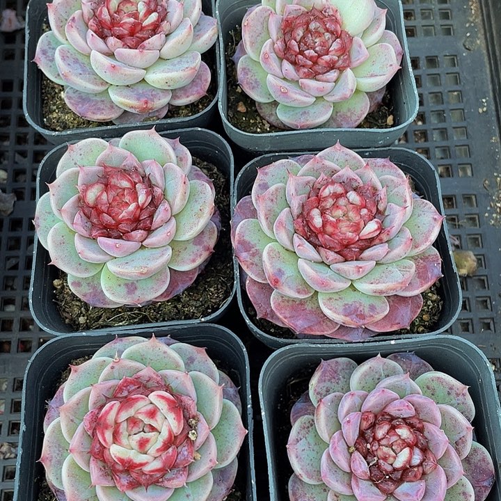 单头天鹅绒带盆土发