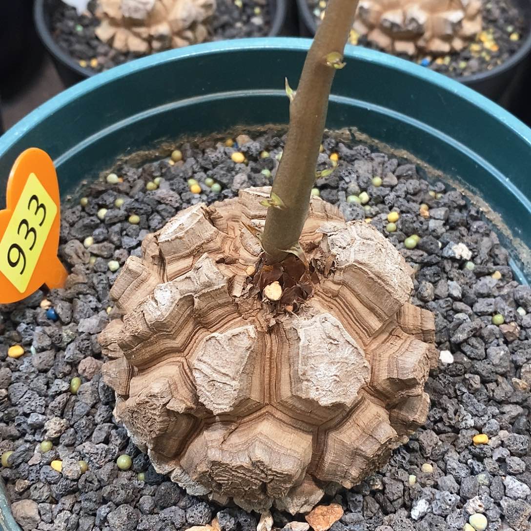 南非龟甲龙龟甲龙