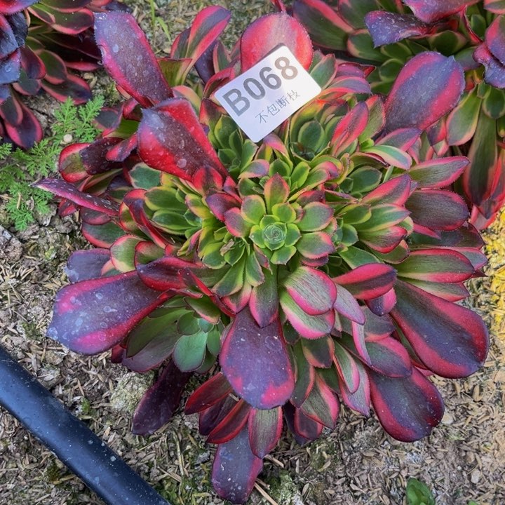 068水果糖多肉法师不包断枝