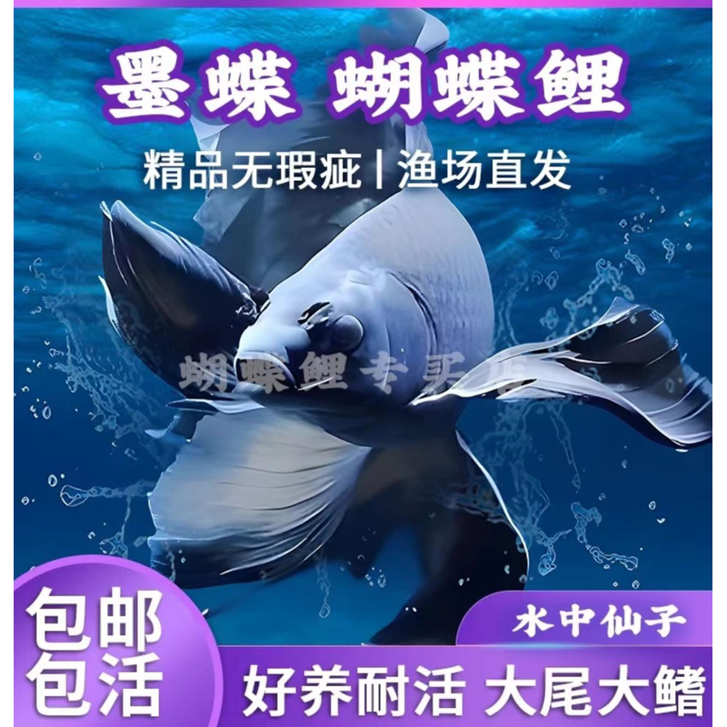 【黑色墨蝶】13-18cm黑色蝴蝶鲤鱼发货好养饲养混养顺丰包邮