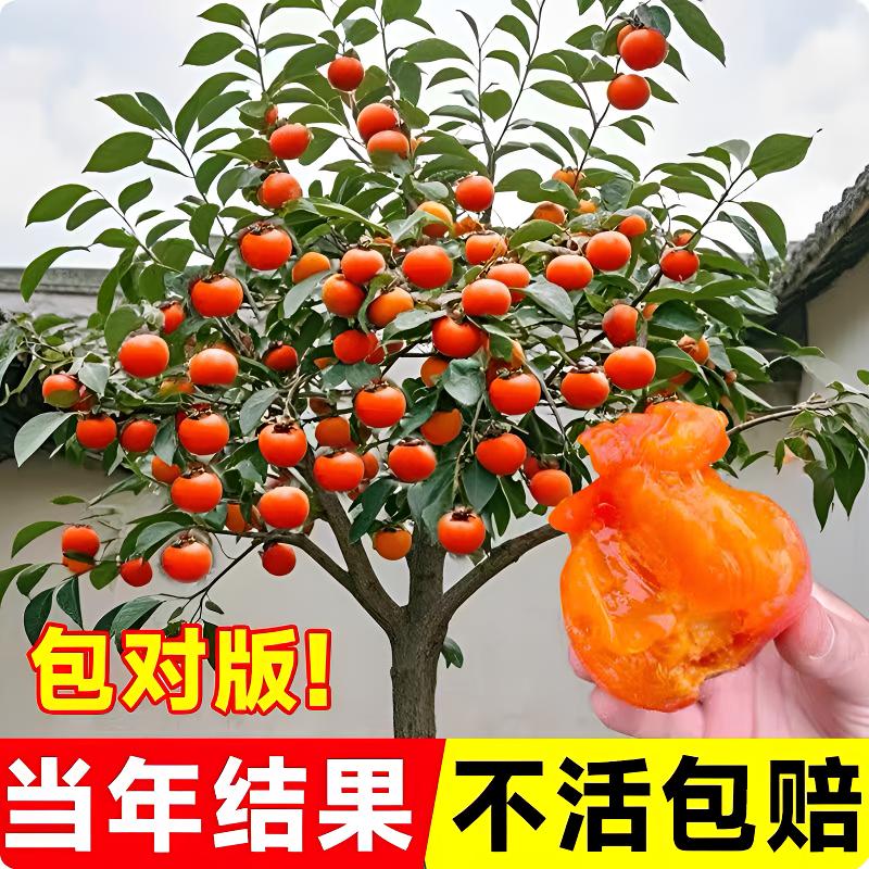 精品柿子树火晶磨盘脆甜等阳台水果树苗可盆栽水果庭院大颗柿子树