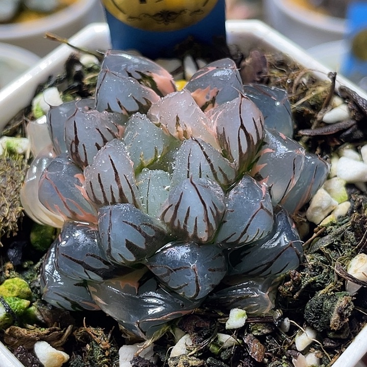 495水中月锦亚母本级别