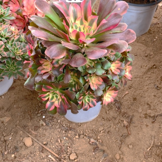 无花朵673香妃多肉植物