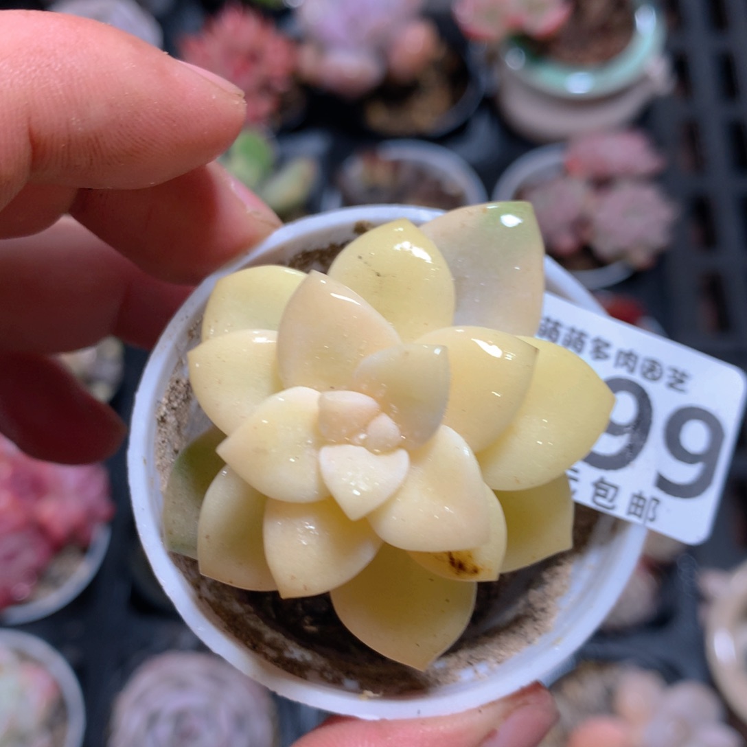 5CM拇指盆精控多肉YX699