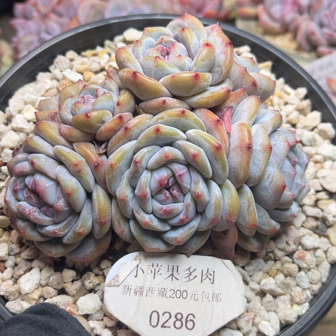 绿底紫心286/12cm7头