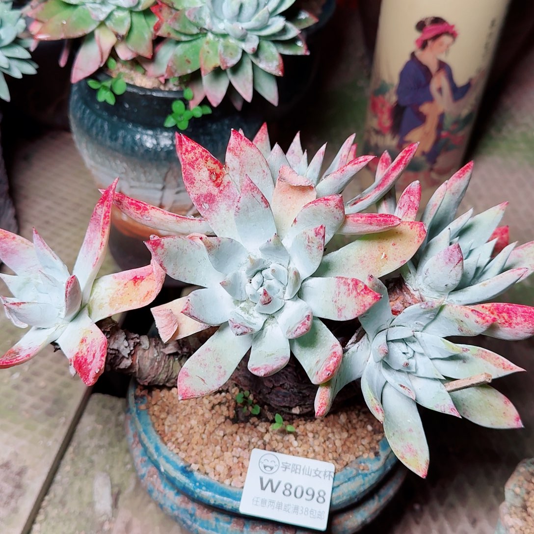 8098苹果雪山多肉