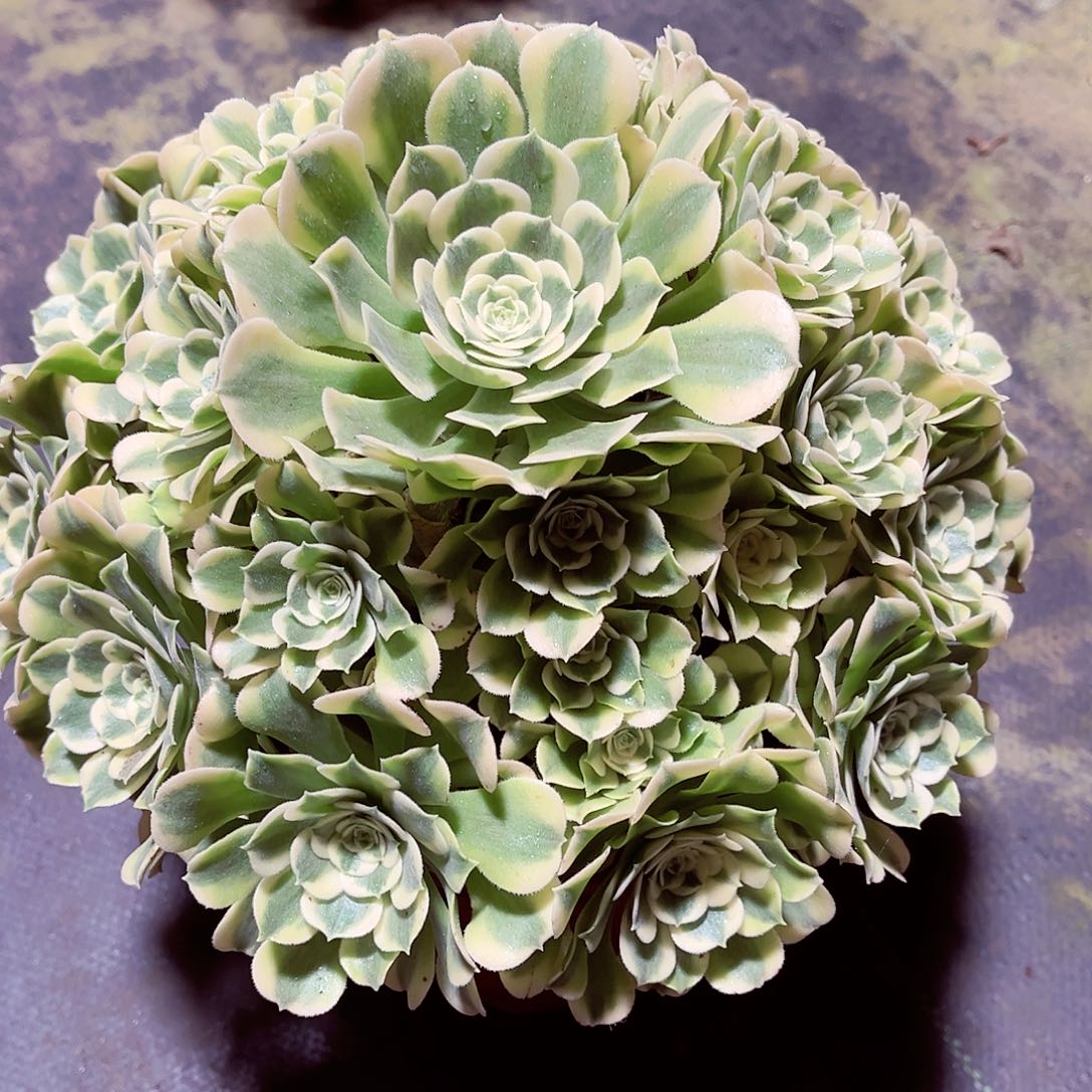 绿豆沙法师多肉植物