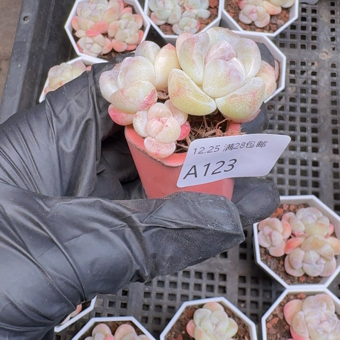 冰玉3头杆子一颗带盆带土